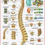 Lehrtafel – Die Menschliche Wirbelsäule