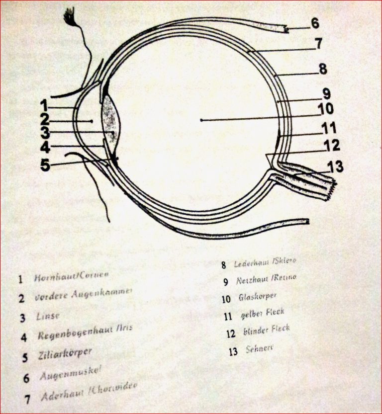 Lernkartei Auge Herunterladen Lernkartei Auge