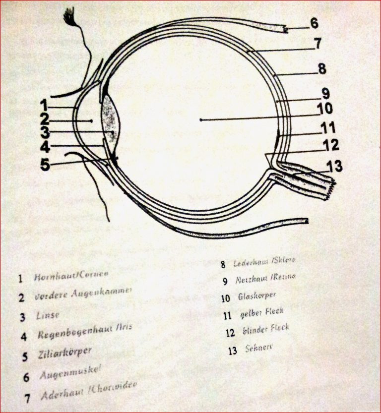 Lernkartei Auge