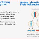 Lernkartei Biologie 6 Zellen Und Zellzyklus