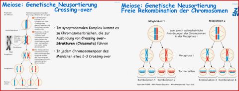 Lernkartei Biologie 6 Zellen Und Zellzyklus