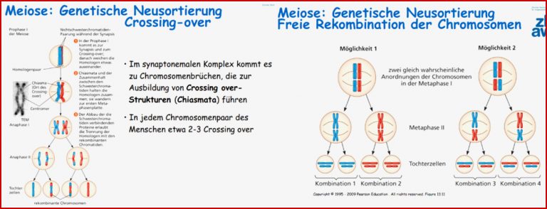 Lernkartei Biologie 6 Zellen und Zellzyklus