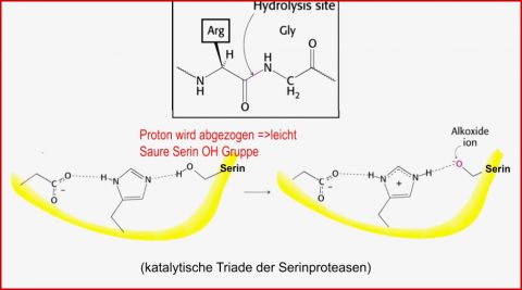 Lernkartei Blutgerinnung