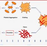 Lernkartei Blutgerinnung