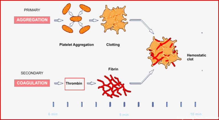 Lernkartei Blutgerinnung