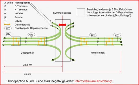 Lernkartei Blutgerinnung