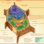 Lernkartei Struktur Der Zellen