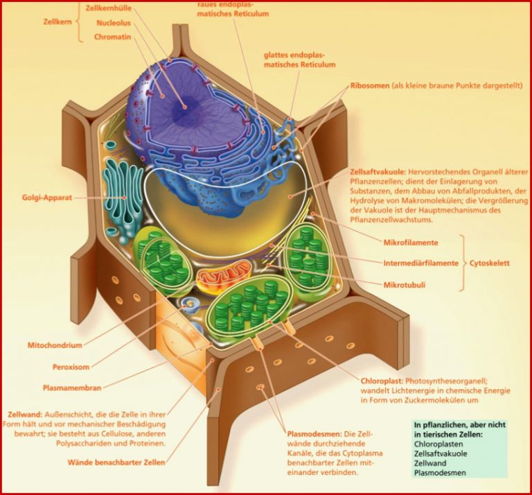 Lernkartei Struktur der Zellen
