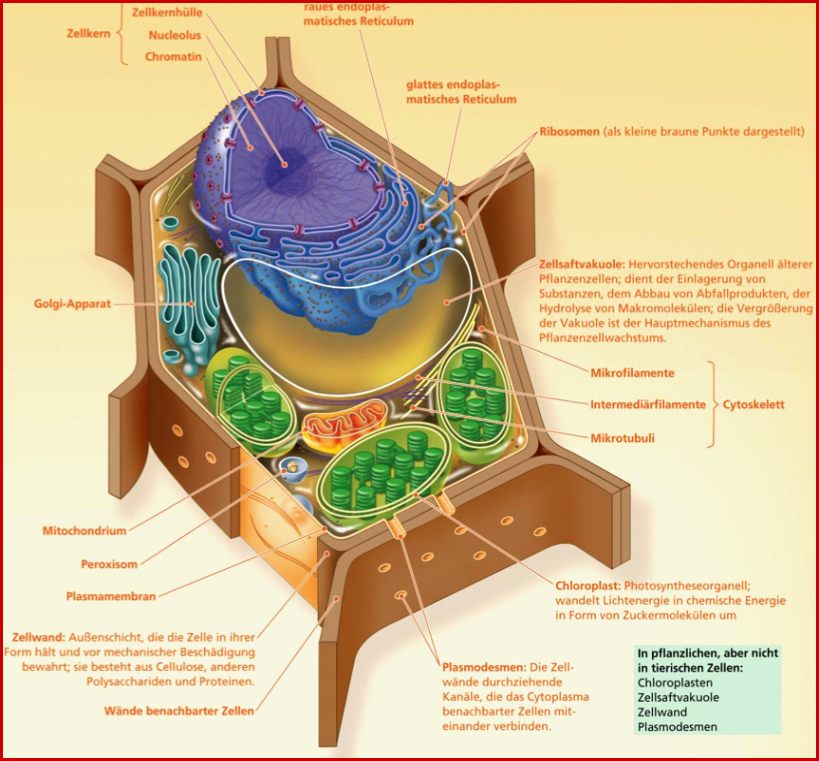 Lernkartei Struktur Der Zellen