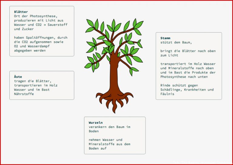 Lernpfad Holz Welche Teile Hat Ein Baum Lösungshinweise2