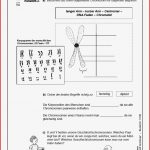 Lernwerkstatt Genetik & Vererbung Ab 12 J 52 S