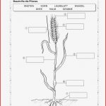 Les 1245 Meilleures Images Du Tableau Arbeitsblätter