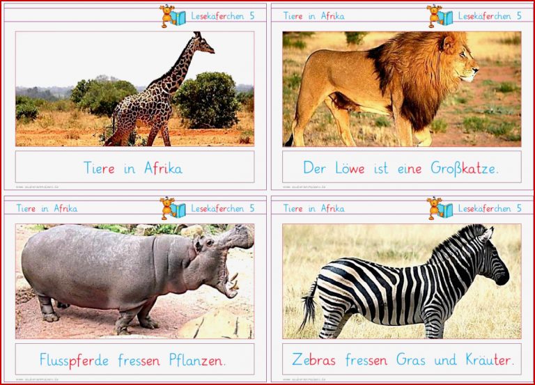 Lesekäferchen Tiere in Afrika – Zaubereinmaleins Shop