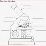 Lichtmikroskop Aufbau Arbeitsblatt