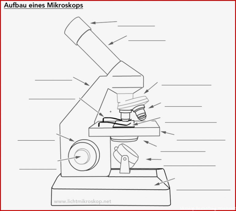 Lichtmikroskop Aufbau Arbeitsblatt