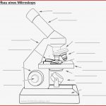Lichtmikroskop Aufbau Arbeitsblatt