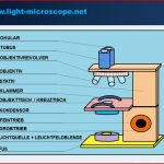 Lichtmikroskop Aufbau & Funktion Mit Erklärungen