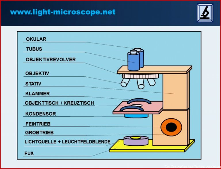Lichtmikroskop Aufbau & Funktion mit Erklärungen