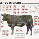 Livestock Beef Parts Worksheet Answers Livestock Cattle