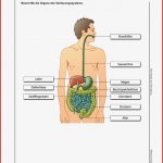 LÃ¶sungen Zur Cd-rom "biologie Heute Entdecken Si - ErnÃ¤hrung Und ...