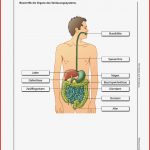 LÃ¶sungen Zur Cd-rom "biologie Heute Entdecken Si - ErnÃ¤hrung Und ...