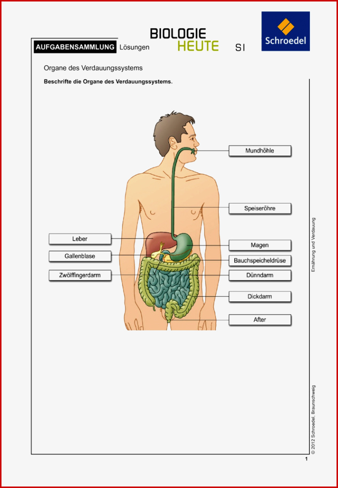 LÃ¶sungen Zur Cd-rom "biologie Heute Entdecken Si - ErnÃ¤hrung Und ...