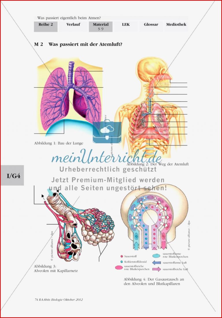 Lungenbau und Weg der Atemluft meinUnterricht