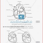 Lzk Klasse 5 6 Zum thema atmung Und Herz Meinunterricht