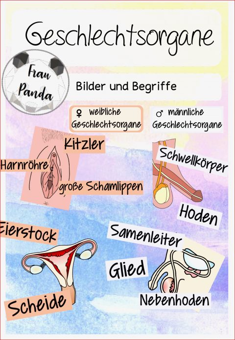 Weibliche Geschlechtsorgane Funktion Arbeitsblatt Weibliche Geschlechtsorgane Arbeitsblatt Grundschule: 4 Empfehlungen
