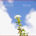 Malus Prunifolia Stockfoto Und Mehr Bilder Von Apfel istock