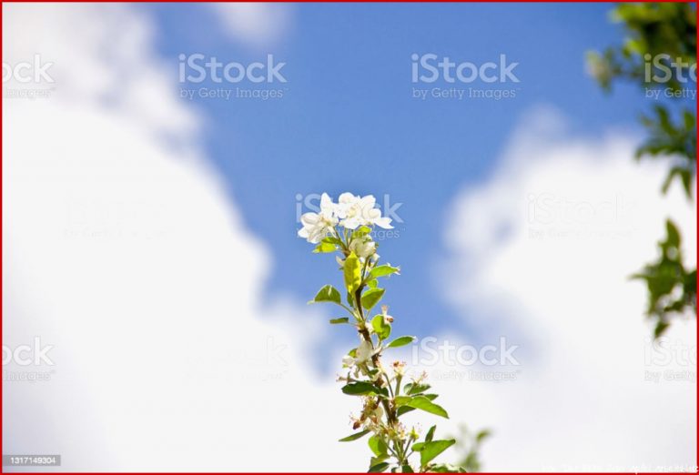 Malus Prunifolia Stockfoto und mehr Bilder von Apfel iStock