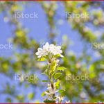 Malus Prunifolia Stockfoto Und Mehr Bilder Von Apfel istock