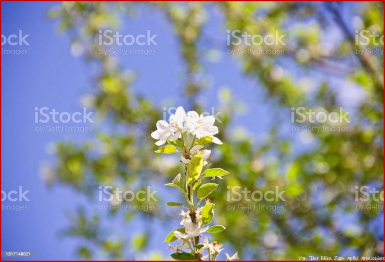 Malus Prunifolia Stockfoto und mehr Bilder von Apfel iStock