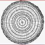 Malvorlage Jahresringe Kostenlose Ausmalbilder Zum
