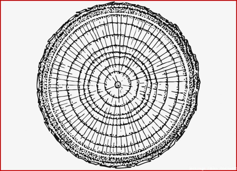 Malvorlage Jahresringe Kostenlose Ausmalbilder Zum