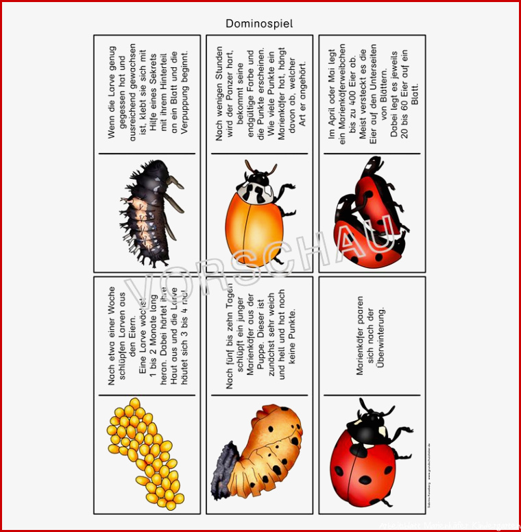 Marienkäferwerkstatt für Grundschule