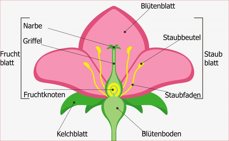 Marillenblüte in der Wachau › Mit dem Fahrrad