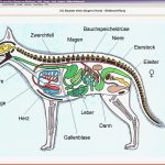 Mastertool themenpaket Biologie Tierkunde Teil 1 Arus