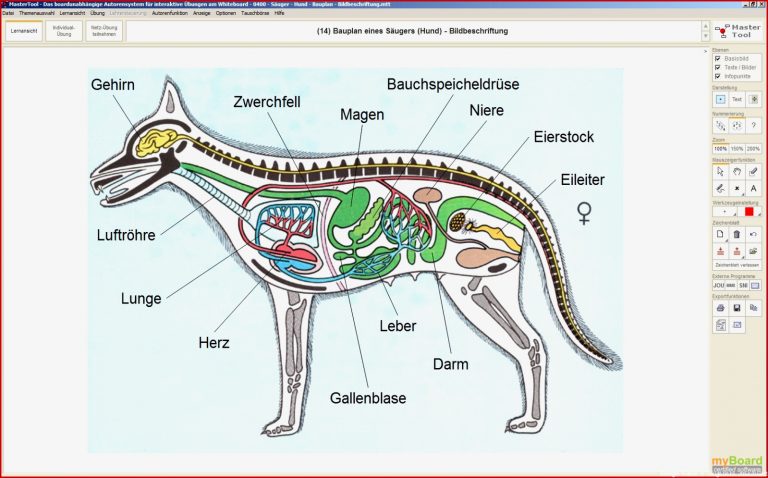 Mastertool Themenpaket Biologie Tierkunde Teil 1 Arus