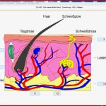 Mastertool themenpaket Hauptschule Biologie Klassen 5