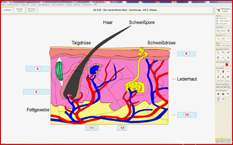 Mastertool Themenpaket Hauptschule Biologie Klassen 5