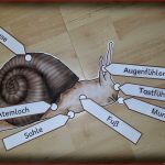 Materialien Zum thema Schnecken