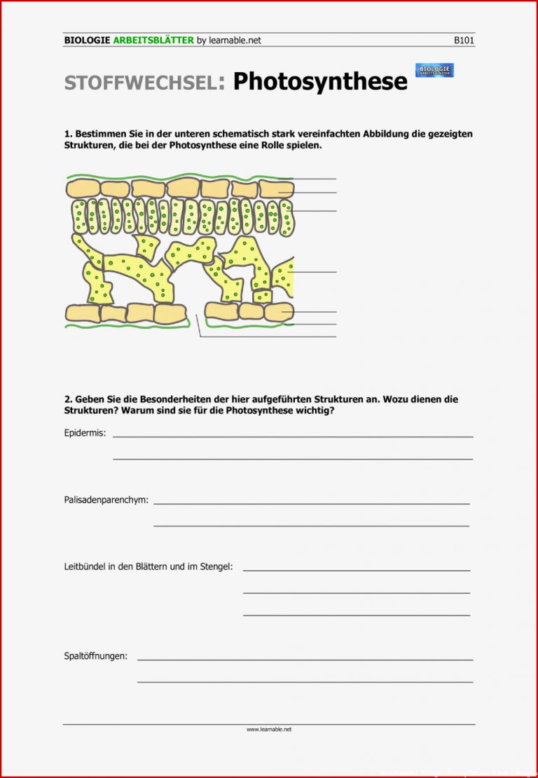 Materialpaket Stoffwechsel Und Synthese