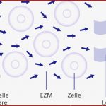 Matrix therapie Zrt Grundlagen Der Zellbiologischen