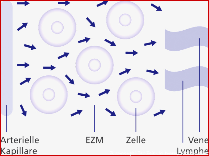 Matrix Therapie ZRT Grundlagen der Zellbiologischen