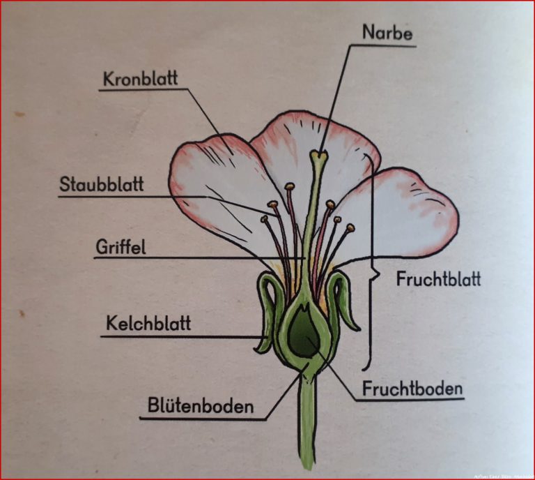 Mein Lebensprojekt als Diabeteskind Bienen Wie wichtig