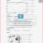 Meiose Arbeitsblatt Schroedel Debbie Preston Schule