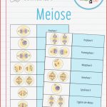 Meiose Arbeitsblatt Schroedel Debbie Preston Schule