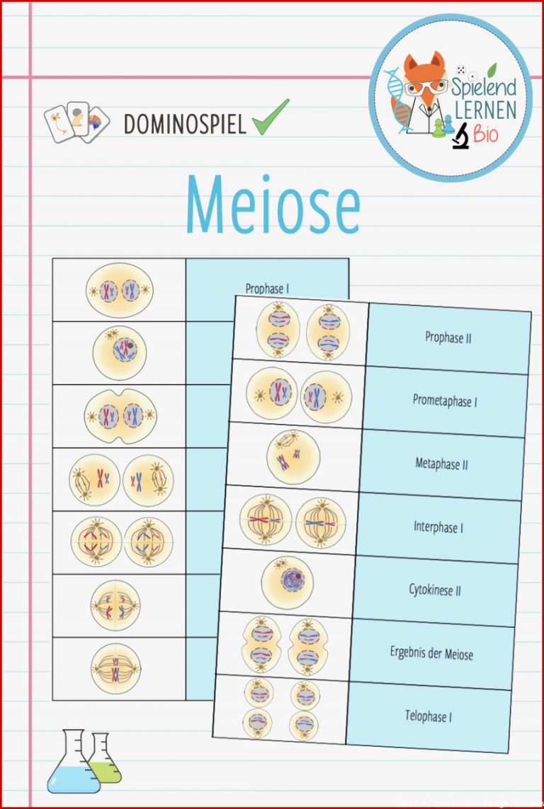 Meiose Arbeitsblatt Schroedel Debbie Preston Schule