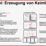 Meiose Zytologie Abitur Vorbereitung Line Kurse